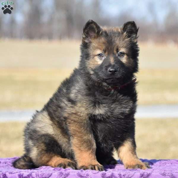 Jesse, German Shepherd Puppy